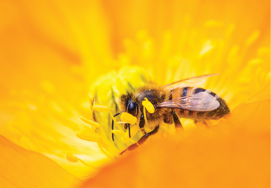 close up photo of large honey bee inside bright yellow flower