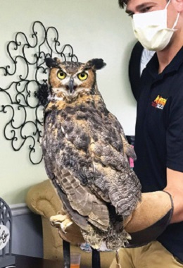 large brown and black owl sitting on man's arm